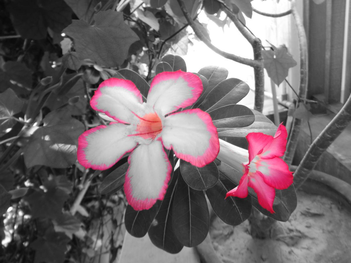 Yulia 1 Bed & Breakfast Sanur Dış mekan fotoğraf